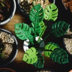 Qualy Design Plats Apéritif Et Accessoires Piques Apéritif Feuilles - Lot De 6 Piques Et 6 Cuillères -saladiers et coupelles Soldes piques aperitif feuilles lot de 6 piques et 6 cuilleres 3